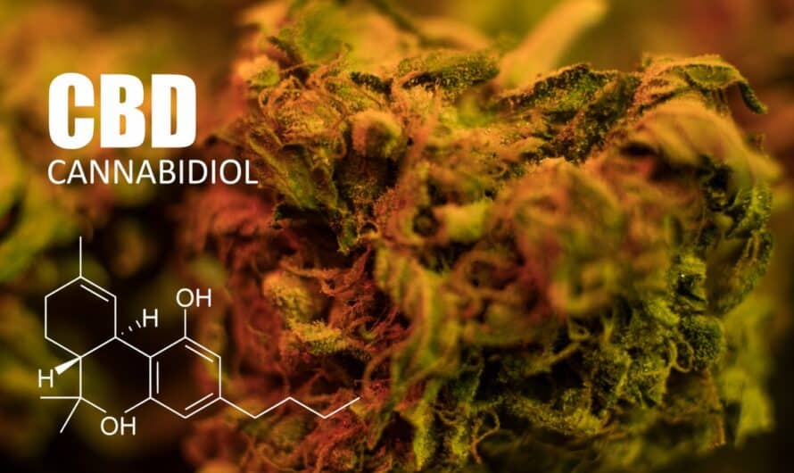 Est-ce que le CBD est nocif pour le foie?