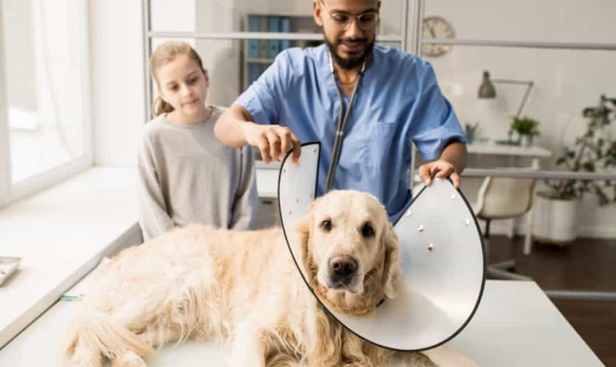 Comment calculer le tarif d’une mutuelle pour chien ?