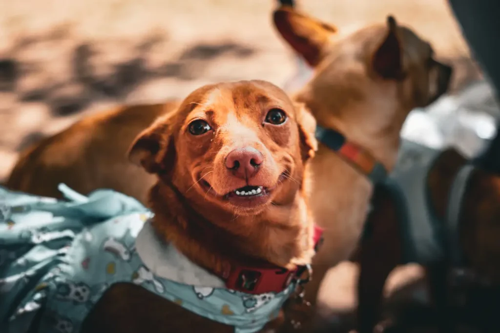 Gros plan de chien de compagnie