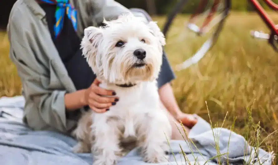 Accident ou maladie soudaine de votre animal : comment fonctionne le remboursement des urgences vétérinaires ?