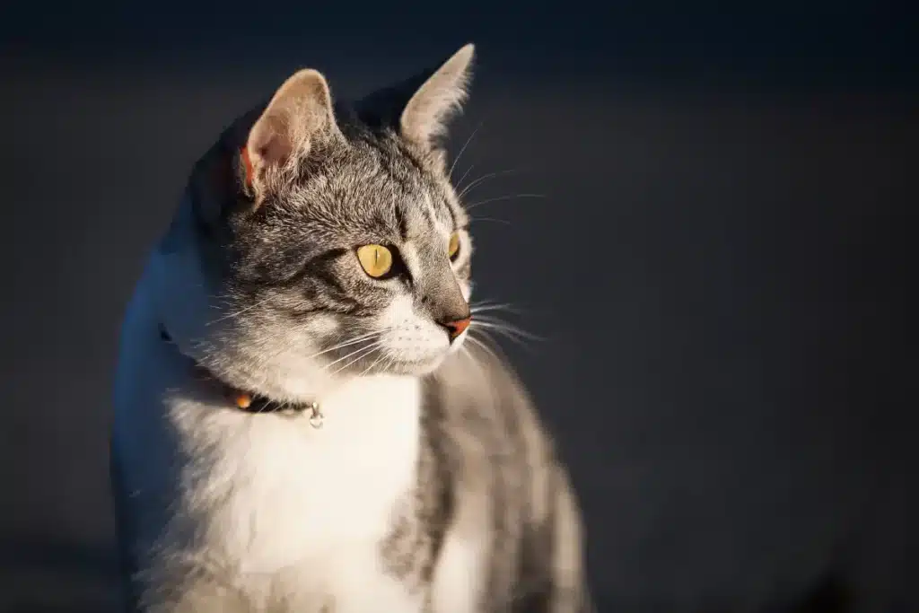 Plan rapproch&eacute; d'un chat europ&eacute;en &agrave; poil court sur fond flou