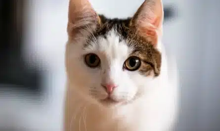 Portrait en gros plan d'un chat blanc et brunâtre regardant directement la caméra